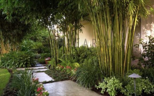Jardin con bambu